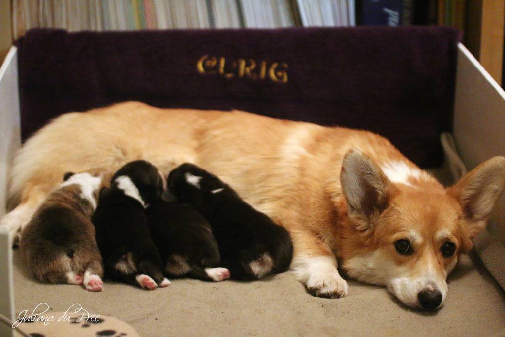 7 week old sales corgi