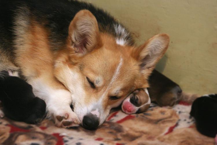 what is the average length of a corgi