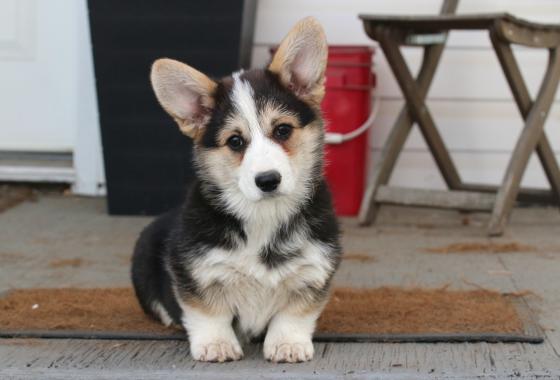 Curig Pembroke Welsh Corgis