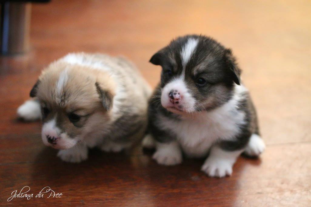 Newborn corgi hot sale puppies