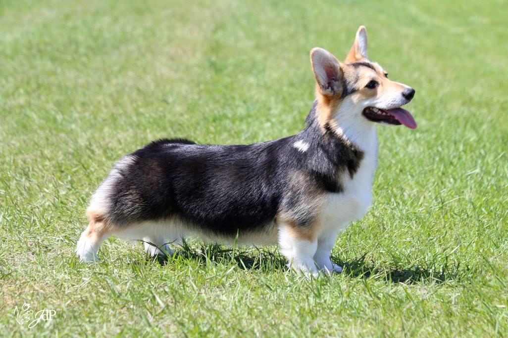 3 month clearance old corgi