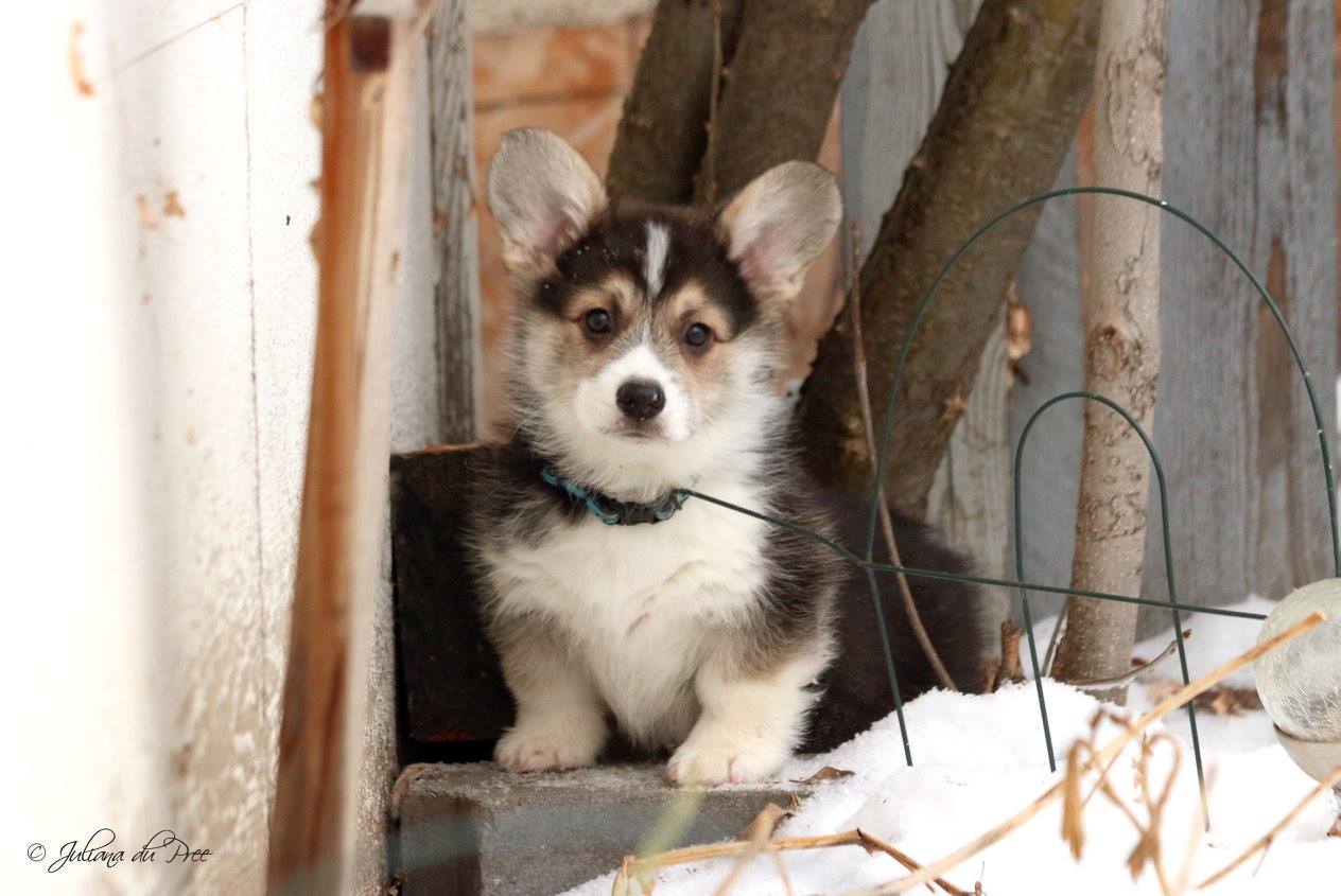 How much to feed a 12 week old corgi puppy sale