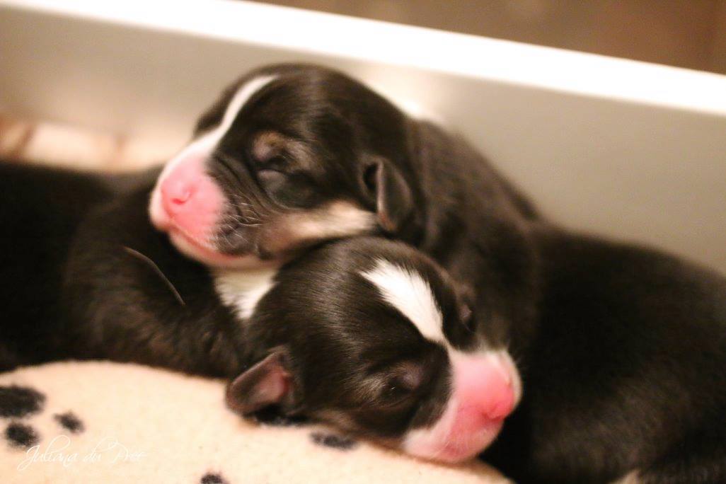 2 week old store corgi